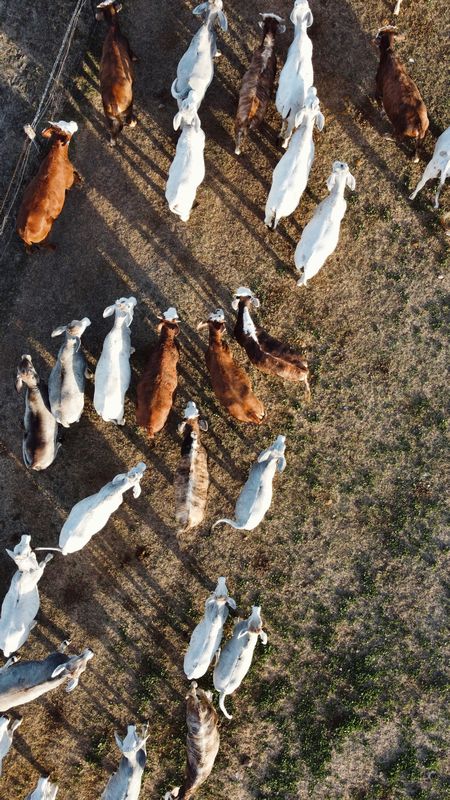 cattle on a ranch in Texas